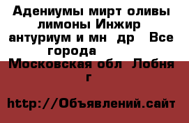 Адениумы,мирт,оливы,лимоны,Инжир, антуриум и мн .др - Все города  »    . Московская обл.,Лобня г.